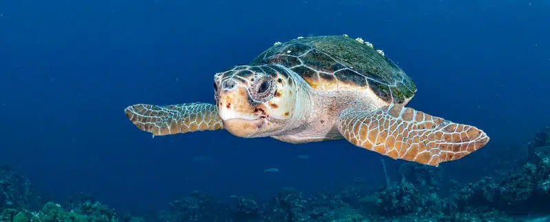 The rare “loggerhead turtle” is breeding again on the Balearic Islands